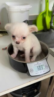 La pesée du petit Bobby 🐶⚖️À peine 600 g… après avoir mangé 😅
Ce petit ange blanc et crème, né le 4 mars 2026, est toujours aussi mini et attendrissant 💛Plus d’infos en message privé.#Chihuahua #ChiotChihuahua #ChihuahuaLove #ElevageChihuahua #ChihuahuaLife