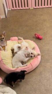 C’est la bagarre amicale entre Boo, le chichi tout blanc, et Birddy, le bogoss blanc et crème 🐶🤍Ça joue, ça se taquine, ça s’amuse comme des petits fous dans une ambiance pleine de bonne humeur 💛
Un vrai moment de complicité qu’on adore voir.Plus d’infos en message privé.
Pour voir tous les chiots actuellement disponibles rendez-vous à ce lien :
https://elevage-chihuahuas-lof.fr/chiots-chihuahua-disponibles/#Chihuahua #ChiotChihuahua #ChihuahuaLove #ElevageChihuahua #ChihuahuaLife