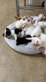Les chichis bien calmes en mode sieste dans la nurserie 🐶💤Un vrai moment de paix… tout le monde dort profondément, blotti et serein 💛
Mais on le sait tous… c’est souvent le calme avant la tempête 👀👀🤣Dans quelques instants, ça risque de se réveiller et de partir en mode grande énergie !Plus d’infos en message privé.
Pour voir tous les chiots actuellement disponibles rendez-vous à ce lien :
https://elevage-chihuahuas-lof.fr/chiots-chihuahua-disponibles/#Chihuahua #ChiotChihuahua #ChihuahuaLove #ElevageChihuahua #ChihuahuaLife