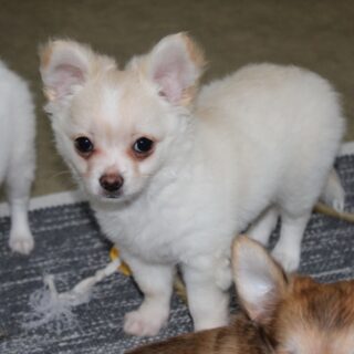 Bonjour, moi c’est Birddy 🐶✨Je suis un petit chihuahua mâle blanc et crème, né le 4 mars 2026.
J’adore faire fondre les humains avec mon regard ténébreux et ma belle fourrure toute douce 🤍Entre deux câlins, je passe mon temps à mâchouiller mon bâton à mâcher et à jouer avec mes frères et sœurs. La vie est belle et pleine de découvertes !À très vite 💛#Chihuahua #ChiotChihuahua #ChihuahuaLove #ElevageChihuahua #ChihuahuaLife ChihuahuaMiniature