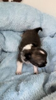 Vidéo beaucoup trop mignonne du petit mâle de Rachel 🐶🖤🤍Avec sa jolie robe noir charbonné et blanc, il est complètement irrésistible ☺️
Une vraie petite bouille d’amour qui fait fondre tout le monde 💛Et vous aussi, il vous fait craquer ?!
Quel petit prénom en B vous lui donneriez ? 😍Plus d’infos en message privé.
Pour voir tous les chiots actuellement disponibles rendez-vous à ce lien :
https://elevage-chihuahuas-lof.fr/chiots-chihuahua-disponibles/#Chihuahua #ChiotChihuahua #ChihuahuaLove #ElevageChihuahua #ChihuahuaLife