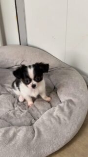 Le petit prince Bradley nous charme toujours autant 🐶✨Malgré son petit gabarit 😅, il déborde de charisme et de douceur.
Ce chichi noir et blanc est tout simplement trop craquant, avec une vraie petite présence qui fait fondre 💛Un petit amour plein de charme et de tendresse.Plus d’infos en message privé.
Pour voir tous les chiots actuellement disponibles rendez-vous à ce lien :
https://elevage-chihuahuas-lof.fr/chiots-chihuahua-disponibles/#Chihuahua #ChiotChihuahua #ChihuahuaLove #ElevageChihuahua #ChihuahuaLife
