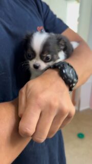 Vidéo du magnifique Bradley, tout juste 2 mois 🐶✨Un peu timide quand il est dans les bras, mais tellement attendrissant avec sa petite bouille douce 💛
Un moment câlin plein de tendresse.Plus d’infos en message privé.
Pour voir tous les chiots actuellement disponibles rendez-vous à ce lien :
https://elevage-chihuahuas-lof.fr/chiots-chihuahua-disponibles/#Chihuahua #ChiotChihuahua #ChihuahuaLove #ElevageChihuahua #ChihuahuaLife