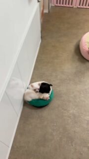 Ils préfèrent toujours les minuscules coussins et être blottis les uns contre les autres 🥰🐶Même avec tout l’espace du monde, rien ne vaut un petit coin douillet partagé ensemble 💛
Des moments remplis de tendresse qu’on ne se lasse jamais de regarder.Plus d’infos en message privé.
Pour voir tous les chiots actuellement disponibles rendez-vous à ce lien :
https://elevage-chihuahuas-lof.fr/chiots-chihuahua-disponibles/#Chihuahua #ChiotChihuahua #ChihuahuaLove #NurserieChihuahua #ChihuahuaLife