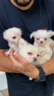 Les 3 frères blancs et crème dans les bras 🥰🐶Du plus petit au plus grand : Bobby le mini pouce, Boggie et Birddy le petit nounours ❤️
3 gabarits différents, 3 tempéraments bien à eux… mais 3 véritables merveilles pleines de tendresse 💛Impossible de choisir entre ces trois petits cœurs.#Chihuahua #ChiotChihuahua #ChihuahuaLove #ElevageChihuahua #ChihuahuaLife