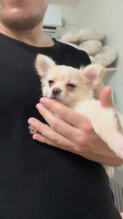Vidéo du beau et calme Birddy 🐶✨Toujours aussi doux et posé, ce petit cœur dégage une vraie sérénité 💛
Avec sa jolie fourrure blanc et crème et son regard attendrissant, impossible de ne pas craquer ☺️Plus d’infos en message privé.
Pour voir tous les chiots actuellement disponibles rendez-vous à ce lien :
https://elevage-chihuahuas-lof.fr/chiots-chihuahua-disponibles/#Chihuahua #ChiotChihuahua #ChihuahuaLove #ElevageChihuahua #ChihuahuaLife