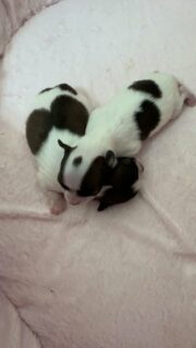 On vous présente les 2 petits chiots de Romy 🐶💛Ils sont encore si petits et tellement mignons, blottis l’un contre l’autre pour dormir paisiblement.
À peine 2 semaines de vie et déjà beaucoup de tendresse dans cette petite tribu ✨Plus d’infos en message privé.#Chihuahua #ChiotChihuahua #ChihuahuaLove #NurserieChihuahua #ChihuahuaLife