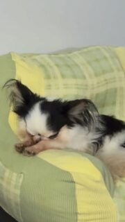 Encore une vidéo du beau Lalaf, tout crapouille 😅🐶Monsieur profite tranquillement de sa petite sieste sur son coussin adoré 💛
Il est tellement gentil, mignon et câlin… il voudrait des caresses toute la journée 🥰(Et ne faites pas attention 😅 ce petit coquin avait bien besoin de son bain hebdomadaire… avec lui, ça devient vite indispensable 👀🤣)#Chihuahua #ChihuahuaLove #ElevageChihuahua #VieDeChien #ChihuahuaLife