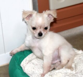 Carrousel photos de notre petit Boggie 🐶🤍Ce joli chihuahua blanc et crème fêtera ses 3 mois le 4 juin prochain ✨
Un peu timide au premier abord, mais tellement câlin, joueur et attachant au quotidien 💛Avec sa petite bouille douce et son charme naturel, il fait fondre tous les cœurs 🥰Plus d’infos en message privé.#Chihuahua #ChiotChihuahua #ChihuahuaLove #ElevageChihuahua #ChihuahuaLife