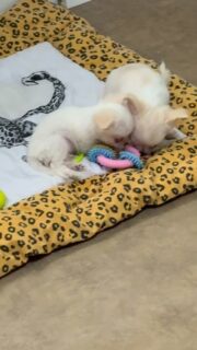 C’est l’heure de commencer à jouer pour nos deux petits blanc et crème 🐶🎉Les yeux bien ouverts, les petites pattes en action et l’envie de découvrir le monde qui grandit de jour en jour 💛
Ça commence doucement… mais les parties de jeu deviennent déjà de plus en plus amusantes à observer 🥰Plus d’infos en message privé.#Chihuahua #ChiotChihuahua #ChihuahuaLove #NurserieChihuahua #ChihuahuaLife