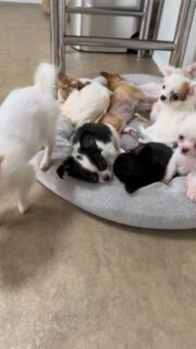 Pas facile la vie de chichi 😅🐶Entre les longues siestes, les séances de câlins, les petites gourmandises, les moments de jeu et les bains de soleil… il faut réussir à tout caser dans la journée 🤣💛Une vie bien chargée pour nos petits chouchous, qui prennent leur rôle très au sérieux !#Chihuahua #ChihuahuaLove #VieDeChien #ChiotChihuahua #ChihuahuaLife
