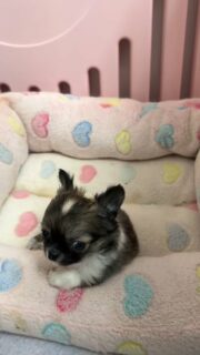 Le petit mâle bicolore de Rachel a bien “grandi”… si on peut dire ça 😅🐶À 1 mois et demi, il reste toujours si petit et tellement mignon 🥰
Un vrai petit bout plein de douceur, encore tout bébé dans ses attitudes.Toujours sous l’œil attentif et protecteur de sa maman 🤍Un petit cœur à croquer au quotidien 💛#Chihuahua #ChiotChihuahua #ChihuahuaLove #NurserieChihuahua #ChihuahuaLife