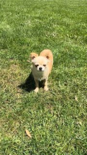 Notre douce Pearl profite du beau temps ☀️🐶Un moment de calme et de détente pour cette jolie demoiselle qui savoure les rayons du soleil avec toute sa douceur 🥰💛Des instants simples comme on les aime, où l’on prend le temps de profiter de la vie.#Chihuahua #ChihuahuaLove #ElevageChihuahua #VieDeChien #ChihuahuaLife