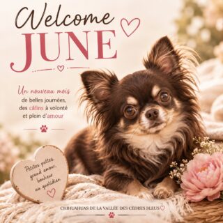 🌸☀️ Bienvenue en juin ☀️🌸Un nouveau mois commence…
30 nouvelles occasions de créer de beaux souvenirs, de partager des moments précieux et de profiter de ceux qui remplissent nos journées de bonheur 🐾🤎Chez nous, juin rime déjà avec câlins, siestes au soleil, petites aventures et beaucoup d’amour ❤️Nous vous souhaitons un merveilleux mois de juin, rempli de douceur, de joie et de belles surprises.Et dites-nous en commentaire 👇
☀️ Quel est votre programme préféré avec votre Chihuahua quand les beaux jours arrivent ?Chihuahuas de la Vallée des Cèdres Bleus 🤎
🌐 https://elevage-chihuahuas-lof.fr#chihuahua #chihuahualove #dogsofinstagram #chiensdefrance #chihuahualife
