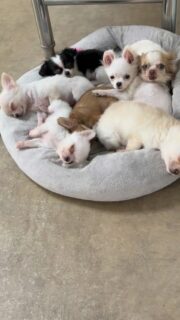 Les petits anges sont en pleine sieste 🐶💤✨Si beaux, si calmes et tellement attendrissants… ils sont à croquer 🥰💛On a presque envie de les réveiller juste pour leur faire un gros câlin… mais ce serait un crime de déranger une sieste aussi parfaite 🤣Alors on les regarde dormir en fondant complètement devant tant de mignonnerie.#Chihuahua #ChiotChihuahua #ChihuahuaLove #NurserieChihuahua #ChihuahuaLife
