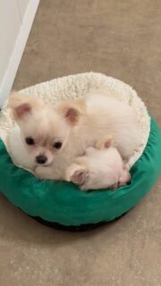 🐶💛 Un petit moment tout simple dans la nurserie.Deux petits loulous bien installés dans leur coussin, profitant d’un instant de repos… avant que la curiosité ne prenne le dessus 😅#Chihuahua #ChiotChihuahua #ChihuahuaLove #NurserieChihuahua #ChihuahuaLife
