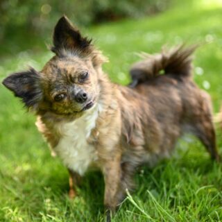 📸 Carrousel photo de nos chihuahuas adultes ✨🐶De véritables petites stars sur pattes 💛
Lors de ce shooting, ils ont encore montré à quel point ils sont magnifiques, élégants et pleins de charisme 😍Chacun avec sa personnalité, son regard et son charme… impossible de ne pas craquer devant eux 🥰#Chihuahua #ChihuahuaLove #ElevageChihuahua #ChihuahuaLife #ChihuahuaMiniature