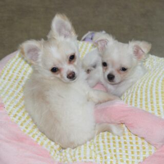 📸 Carrousel photos de nos deux petits frères, Birddy et Boggie 🐶🤍Deux petites merveilles blanc et crème, aussi craquantes que câlines 🥰💛Entre leurs regards attendrissants, leurs moments de tendresse et leurs petites bouilles d’amour, difficile de ne pas fondre devant ces deux frères si attachants.De vrais petits cœurs qui apportent beaucoup de douceur au quotidien ✨#Chihuahua #ChiotChihuahua #ChihuahuaLove #ElevageChihuahua #ChihuahuaLife ChihuahuaMiniature