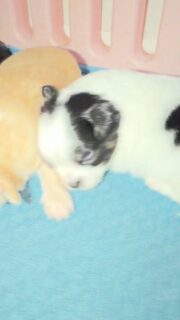 Les petits asticots de Mya grandissent bien, chacun à son rythme 🥰🐶Ils sont tellement craquants à observer au quotidien 💛
Et que dire de leurs roulades maladroites… c’est aussi drôle que mignon 😅De vrais petits bébés qui découvrent le monde un jour après l’autre, pour notre plus grand bonheur ✨Plus d’infos en message privé.
Pour voir tous les chiots actuellement disponibles rendez-vous à ce lien :
https://elevage-chihuahuas-lof.fr/chiots-chihuahua-disponibles/#Chihuahua #ChiotChihuahua #ChihuahuaLove #NurserieChihuahua #ChihuahuaLife ChihuahuaMiniature