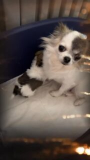 Encore une vidéo de la belle Romy et de son boutchou 🐶💛Un tendre moment partagé entre une maman attentionnée et son petit trésor.
On ne se lasse jamais d’observer leur complicité et toute la douceur qui les unit 🥰Des instants simples, précieux et remplis d’amour ✨Plus d’infos en message privé.#Chihuahua #ChiotChihuahua #ChihuahuaLove #NurserieChihuahua #ChihuahuaLife ChihuahuaMiniature