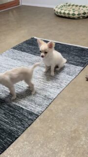 Le coquin Birddy, notre petit blanc et crème, est un véritable bébé d’amour 🐶🤍Très affectueux, joueur et toujours de bonne humeur, ses journées se résument à des séances de jeu, de mâchouillage, de petites taquineries avec ses frères… et de bonnes siestes bien méritées 😍💛Un petit cœur plein de vie qui nous fait craquer un peu plus chaque jour.Plus d’infos en message privé.
Pour voir tous les chiots actuellement disponibles rendez-vous à ce lien :
https://elevage-chihuahuas-lof.fr/chiots-chihuahua-disponibles/#Chihuahua #ChiotChihuahua #ChihuahuaLove #ElevageChihuahua #ChihuahuaLife ChihuahuaMiniature