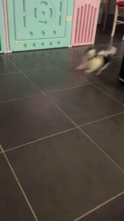 Moment de jeu et de folie au salon entre les deux phénomènes Ariel et Lalaf 🤣🐶Quand ces deux-là décident de s’amuser, l’ambiance monte d’un cran ! 😅
Courses-poursuites, chamailleries amicales et explosions d’énergie sont au programme 💛Un duo plein de vie qui nous offre toujours des moments aussi drôles qu’attachants 🥰#Chihuahua #ChihuahuaLove #ElevageChihuahua #VieDeChien #ChihuahuaLife MomentDeJeu