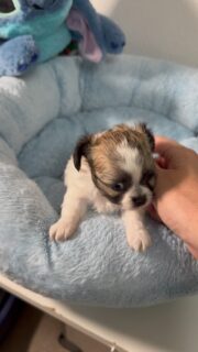 Le petit de Romy a bien grandi 🐶✨Petite vidéo de cette beauté tricolore, toujours aussi craquante 🥰
Il évolue de jour en jour et devient un véritable petit charmeur, tout en gardant sa bouille de bébé qui nous fait complètement fondre 💛Impossible de ne pas craquer devant ce petit trésor.Plus d’infos en message privé.
Pour voir tous les chiots actuellement disponibles rendez-vous à ce lien :
https://elevage-chihuahuas-lof.fr/chiots-chihuahua-disponibles/#Chihuahua #ChiotChihuahua #ChihuahuaLove #NurserieChihuahua #ChihuahuaLife ChihuahuaMiniature