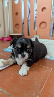 📸 Nouveaux clichés des jolies fifilles de Nana 🐶💕Elles grandissent de jour en jour et sont toujours aussi craquantes 🥰
Avec leurs petites bouilles d’amour et leurs magnifiques robes tricolores, difficile de ne pas fondre devant elles.✨ L’une de ces deux petites merveilles est toujours disponible, tandis que sa sœur a déjà trouvé sa future famille. 💛Plus d’infos en message privé.
Pour voir tous les chiots actuellement disponibles rendez-vous à ce lien :
https://elevage-chihuahuas-lof.fr/chiots-chihuahua-disponibles/#Chihuahua #ChiotChihuahua #ChihuahuaLove #ElevageChihuahua #ChihuahuaLife ChihuahuaMiniature