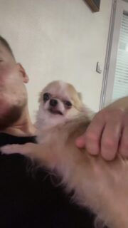 Dayline, alias Dédé, est elle aussi une véritable accro aux câlins et aux bisous 🐶🥰Toujours à la recherche d’un peu d’attention, elle ne manque jamais une occasion de venir réclamer sa dose de tendresse 💛Une vraie petite pot de colle qui concurrence largement Olaf… la compétition est serrée 😅🤣Et autant dire qu’avec une bouille pareille, il est impossible de lui résister !#Chihuahua #ChihuahuaLove #ElevageChihuahua #VieDeChien #ChihuahuaLife PotDeColle