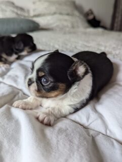 📸 Encore deux jolis clichés des petites beautés de la belle Nana 🐶💛Une photo de chacune de ces adorables femelles tricolores, qui grandissent tranquillement à leur rythme 🥰Jour après jour, elles s’éveillent un peu plus et dévoilent déjà tout leur charme. Deux petites merveilles, aussi craquantes qu’attachantes, qu’on adore voir évoluer ✨Plus d’infos en message privé.
Pour voir tous les chiots actuellement disponibles rendez-vous à ce lien :
https://elevage-chihuahuas-lof.fr/chiots-chihuahua-disponibles/#Chihuahua #ChiotChihuahua #ChihuahuaLove #NurserieChihuahua #ChihuahuaLife ChihuahuaMiniature
