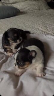 Après les photos, voici une petite vidéo des deux princesses de Nana 🐶💕Les voir bouger, s’éveiller et découvrir le monde est un vrai bonheur 🥰
Deux petites merveilles pleines de douceur qui grandissent tranquillement, chacune à son rythme.Impossible de ne pas craquer devant ces deux adorables princesses 💛✨Plus d’infos en message privé.
Pour voir tous les chiots actuellement disponibles rendez-vous à ce lien :
https://elevage-chihuahuas-lof.fr/chiots-chihuahua-disponibles/#Chihuahua #ChiotChihuahua #ChihuahuaLove #NurserieChihuahua #ChihuahuaLife ChihuahuaMiniature