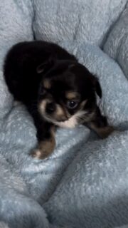 Vidéo de l’un des mâles de la jolie Mya 🐶💛Ce petit bonhomme est une vraie petite merveille 🥰
Avec sa magnifique robe tricolore à dominante noire, il ne passe pas inaperçu et possède déjà un charme fou.Curieux, attendrissant et plein de douceur, il grandit de jour en jour tout en gardant sa petite bouille de bébé qui fait fondre tous les cœurs ✨Plus d’infos en message privé.
Pour voir tous les chiots actuellement disponibles rendez-vous à ce lien :
https://elevage-chihuahuas-lof.fr/chiots-chihuahua-disponibles/#Chihuahua #ChiotChihuahua #ChihuahuaLove #NurserieChihuahua #ChihuahuaLife ChihuahuaMiniature