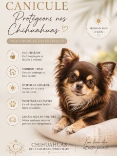 ☀️🐾 Après quelques jours de fortes chaleurs, les températures nous ont enfin laissé un peu de répit…Mais ce répit pourrait être de courte durée. Les prévisions annoncent déjà une nouvelle vague de chaleur dans les prochains jours. C’est le moment idéal pour reprendre les bons réflexes afin de protéger nos petits compagnons. 🤎💧 De l’eau fraîche à volonté.
🌳 Des promenades tôt le matin ou en soirée.
🏡 Un endroit frais et ombragé pour se reposer.
🐾 Attention aux sols brûlants qui peuvent blesser les coussinets.
🚗 Et surtout, ne jamais laisser un chien seul dans une voiture, même pour quelques minutes.Nos Chihuahuas comptent sur nous pour traverser ces épisodes de canicule en toute sécurité. Quelques gestes simples suffisent à faire une vraie différence.💬 Et vous, quelles sont vos petites astuces pour garder votre Chihuahua au frais pendant les fortes chaleurs ? Partagez-les en commentaire, elles pourront aider d’autres familles !Prenez soin de vous… et de vos petites truffes. 🤎🐶Chihuahuas de la Vallée des Cèdres Bleus
🌐 https://elevage-chihuahuas-lof.fr#chihuahua #chihuahualove #canicule #conseilschiens #dogsofinstagram