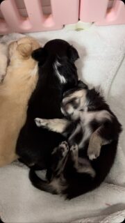 Le gros dodo pour les bébés de Mya 🐶💤🥰Ils dorment si paisiblement, blottis les uns contre les autres, qu’ils sont tout simplement à croquer 💛On aurait presque envie de les réveiller juste pour leur faire un gros câlin… mais promis, on les laisse profiter de leur sieste 🥹✨Plus d’infos en message privé.
Pour voir tous les chiots actuellement disponibles rendez-vous à ce lien :
https://elevage-chihuahuas-lof.fr/chiots-chihuahua-disponibles/#Chihuahua #ChiotChihuahua #ChihuahuaLove #NurserieChihuahua #ChihuahuaLife ChihuahuaMiniature