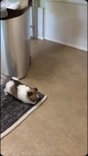 🐶💛 Le petit Blynder grandit beaucoup trop vite !Monsieur prend de l’assurance de jour en jour et semble déjà prêt à partir à l’aventure 😅Curieux de tout, il découvre son nouvel espace avec enthousiasme et gambade dans tous les sens, explorant chaque recoin avec sa petite démarche encore si adorable 🥰Mais pas de panique, maman n’est jamais bien loin et veille toujours discrètement sur son petit trésor ❤️Un vrai bonheur de le voir s’éveiller, gagner en confiance et révéler peu à peu sa jolie personnalité ✨#Chihuahua #ChiotChihuahua #ChihuahuaLove #NurserieChihuahua #ChihuahuaLife BebeChihuahua TropMignon ChiotLOF