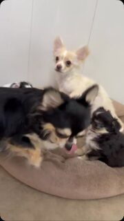 🐶✨ C’est le grand jour pour les bébés de Mya !Aujourd’hui, ils découvrent la grande nurserie et un tout nouvel univers à explorer 🥰De nouvelles odeurs, de nouveaux recoins, toujours plus de découvertes… une belle étape dans leur évolution qu’ils abordent avec beaucoup de curiosité.Mais pas d’inquiétude, Mya veille toujours sur ses petits avec toute l’attention et la douceur d’une maman ❤️Quel bonheur de les voir grandir, gagner en confiance et partir à la découverte du monde, un petit pas après l’autre.#Chihuahua #ChiotChihuahua #ChihuahuaLove #NurserieChihuahua #ChihuahuaLife BébésChihuahua ÉveilChiot TropMignon