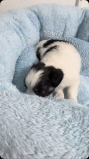 🐼🖤🤍 Notre petit panda de Mya 🐶Comment ne pas craquer devant cette petite bouille noir et blanc ? 🥹💛Tellement touchant, tellement attendrissant… ce petit bonhomme a un charme fou. À la maison, on a un vrai faible pour les chihuahuas noir et blanc. Il y a quelque chose de si craquant dans leur regard et leurs jolies robes bicolores 🥰Et vous, vous avez aussi un faible pour les noir et blanc ? ✨Plus d’infos en message privé.
Pour voir tous les chiots actuellement disponibles rendez-vous à ce lien :
https://elevage-chihuahuas-lof.fr/chiots-chihuahua-disponibles/#Chihuahua #ChiotChihuahua #ChihuahuaLove #ChihuahuaNoirEtBlanc #ElevageChihuahua ChihuahuaLife ChihuahuaMiniature