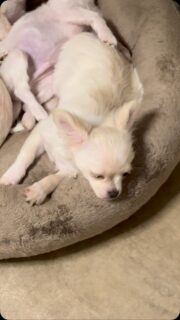 🐶💛 Mode chill activé pour nos petits chichis crème ! 💤Installés bien au chaud dans leur coussin, ils profitent à fond de la clim… et clairement, ils ont compris le principe de la belle vie 😅❄️Entre deux petites siestes et un regard du style “qu’est-ce qu’on est bien là…”, c’est détente totale au programme 🤣Le bonheur simple version chihuahua 💛✨#Chihuahua #ChiotChihuahua #ChihuahuaLove #ChihuahuaLife #NurserieChihuahua VieDeChien