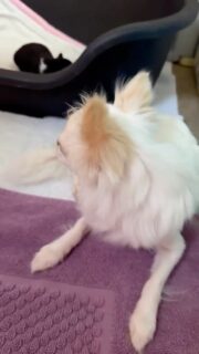 🐶💕 La belle Vegas et son petit bouchon d’amourImpossible de ne pas fondre devant leur complicité 🥰Toujours à proximité de son petit, Vegas veille sur lui avec beaucoup de douceur et d’attention. Entre câlins, regards tendres et instants de complicité, elle ne le quitte jamais bien longtemps ❤️Un magnifique moment de tendresse entre une maman et son bébé, tout simplement.#Chihuahua #ChiotChihuahua #ChihuahuaLove #NurserieChihuahua #ChihuahuaLife MamanChihuahua Tendresse TropMignon