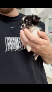 🐶❤️ On vous présente Bébé !Du haut de ses 420 grammes à seulement 2 mois, ce petit chihuahua miniature porte parfaitement son prénom 🥹Avec sa magnifique robe noir et blanc, sa bouille d’amour et son tout petit gabarit, Bébé est tout simplement irrésistible.Un véritable concentré de tendresse qui fait fondre tous les cœurs à chacun de ses petits pas 🥰✨#Chihuahua #ChiotChihuahua #ChihuahuaLove #ChihuahuaMiniature #TropMignon ChihuahuaLife BébéChihuahua