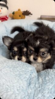🐶💕 Les deux merveilles de Mya ✨Ces deux petites princesses sont de vraies bombes 😍En plus d’être magnifiques, elles sont d’une douceur incroyable. Gentilles, câlines et déjà très proches de l’humain, elles font fondre tous ceux qui les rencontrent ❤️Deux petites merveilles aussi belles qu’attachantes, qu’on ne se lasse jamais de regarder grandir 🥰#Chihuahua #ChiotChihuahua #ChihuahuaLove #ChihuahuaMiniature #ChihuahuaLife TropMignon PrincessesChihuahua