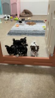 🐶💛 La joyeuse troupe de la nurserie ! 😅Ça joue, ça court, ça explore… chacun suit le mouvement à son rythme 🥰Et puis il y a notre petit Bébé ❤️. Pour lui, certains obstacles paraissent un peu plus grands que pour les autres 😅 Mais avec sa détermination et son courage, il finit toujours par trouver une solution.Un vrai petit battant au grand cœur, qui ne renonce jamais et nous fait craquer un peu plus chaque jour 🥹✨#Chihuahua #ChiotChihuahua #ChihuahuaLove #NurserieChihuahua #ChihuahuaMiniature ChihuahuaLife TropMignon
