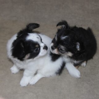 🐶🖤🤍🤎 Frère et sœur, pour le meilleur… et pour les petites chamailleries ! 🥰Ces deux-là adorent jouer ensemble, se taquiner et se courir après… mais quelques secondes plus tard, les voilà déjà à se faire plein de petits bisous ❤️Notre jolie tricolore et son frère panda noir et blanc forment un duo aussi complice que craquant. Impossible de ne pas fondre devant tant de tendresse 🥹✨#Chihuahua #ChiotChihuahua #ChihuahuaLove #FrereEtSoeur #ChihuahuaMiniature ChihuahuaLife TropMignon