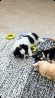 🐶💛 Pas facile la vie en nurserie… 😅Entre les séances de jeu, les découvertes, les câlins… il faut aussi penser à faire de bonnes siestes ! 🤣Aujourd’hui, petit focus sur le magnifique fils de Mya, notre gros doudou noir et blanc 🖤🤍Avec sa bouille craquante et son tempérament tout doux, il ne dit jamais non à un bon moment de repos. Un vrai petit amour, aussi attendrissant que mignon 🥰#Chihuahua #ChiotChihuahua #ChihuahuaLove #NurserieChihuahua #ChihuahuaMiniature ChihuahuaLife TropMignon