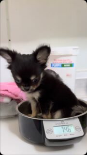 C’est ce qu’on appelle un poids plume 🪶😅 #chihuahua #chiot #puppy #miniature #cute