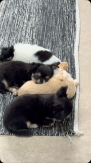 😴🐶 K.O. technique ! 🤣Eh oui… ça fatigue de jouer, courir, explorer et faire quelques petites bêtises toute la journée ! 😅Après tant d’aventures, place à une sieste bien méritée. Impossible de lutter contre le marchand de sable… le dodo a gagné ! 🥹💛Des petits moments de calme qui sont tout aussi craquants que leurs séances de folie.#Chihuahua #ChiotChihuahua #ChihuahuaLove #ChihuahuaLife #VieDeChiot Sieste TropMignon