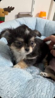 🐶💕 La beauté tricolore de Mya ✨Cette petite princesse est une véritable merveille 🥰Avec son regard plein de douceur, sa magnifique robe tricolore et son tempérament si câlin, elle a déjà tout d’une grande charmeuse. Impossible de ne pas fondre devant elle ❤️Une petite beauté qui illumine la nurserie et fait craquer tous ceux qui croisent son chemin.#Chihuahua #ChiotChihuahua #ChihuahuaLove #ChihuahuaMiniature #ChihuahuaLife TropMignon Tricolore PrincesseChihuahua