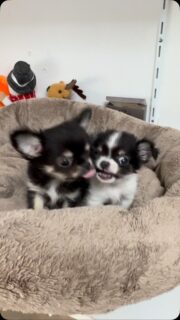 🐶💕 On ne se lasse jamais des vidéos de nos deux miniatures, frère et sœur !Ils passent leur temps à jouer, se suivre, se chamailler… puis, l’instant d’après, les voilà blottis l’un contre l’autre 🥹Leur complicité est un vrai bonheur à observer. Deux petits cœurs inséparables qui rendent chaque instant encore plus attendrissant ❤️Franchement… comment ne pas craquer devant un duo aussi mignon ? 🥰#Chihuahua #ChiotChihuahua #ChihuahuaLove #ChihuahuaMiniature #FrereEtSoeur ChihuahuaLife TropMignon