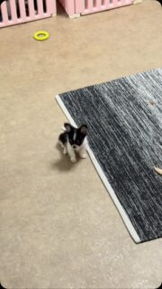 🐶🖤🤍 Trop, trop mignon… et déjà plein de charisme !Notre petit Bébé (eh oui, c’est bien son prénom 😄) est un véritable concentré de douceur.Avec son tout petit gabarit de chihuahua miniature, sa magnifique robe noir et blanc et son regard craquant, il attire tous les regards dès qu’il entre en scène 🥹❤️Impossible de résister à ce petit bonhomme aussi attachant que charismatique. Une vraie boule d’amour !#Chihuahua #ChiotChihuahua #ChihuahuaLove #ChihuahuaMiniature #ChihuahuaLife NoirEtBlanc TropMignon Bébé