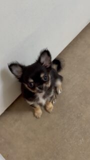 🐶🖤🧡 Notre petite princesse miniature noire et feu 👑Toute petite par la taille, mais déjà tellement élégante ❤️Avec son regard malicieux, sa jolie robe noire et feu et son charme naturel, cette petite merveille ne laisse personne indifférent. Une vraie princesse, douce, attachante et pleine de personnalité 🥰On pourrait la regarder pendant des heures… elle est tout simplement irrésistible.#Chihuahua #ChiotChihuahua #ChihuahuaLove #ChihuahuaMiniature #NoireEtFeu PrincesseChihuahua TropMignon ChihuahuaLife